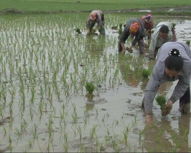 Nông dân các địa phương xuống đồng gieo cấy lúa xuân (17/02/2016)